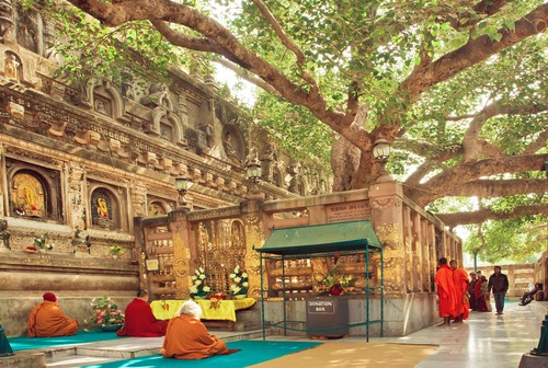 The Bodhi Tree, Bodhgaya